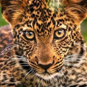 Meet your Posher, Terrell